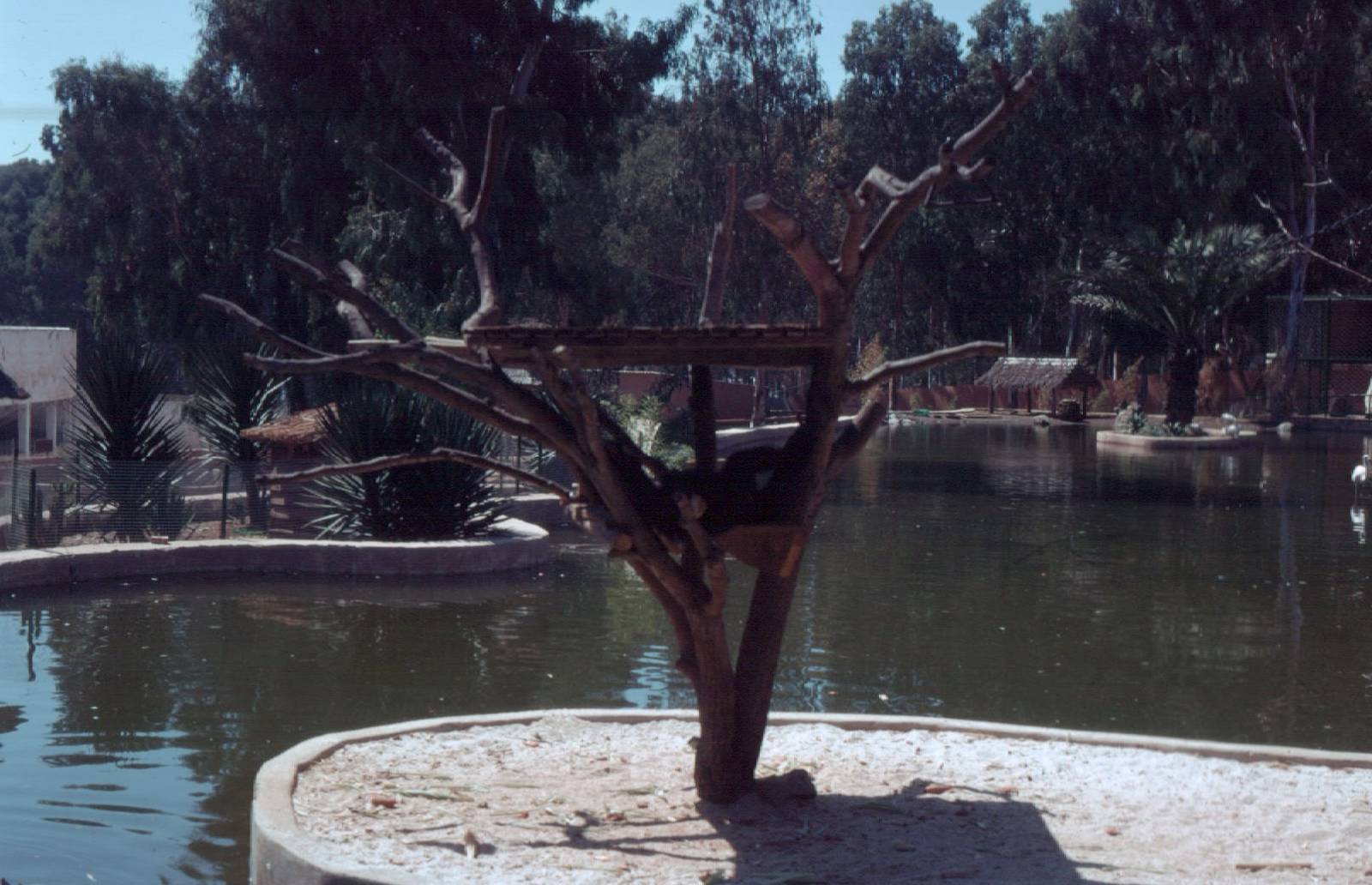 Fuengirola Zoo 1974 - Primate exhibit ot on a lake