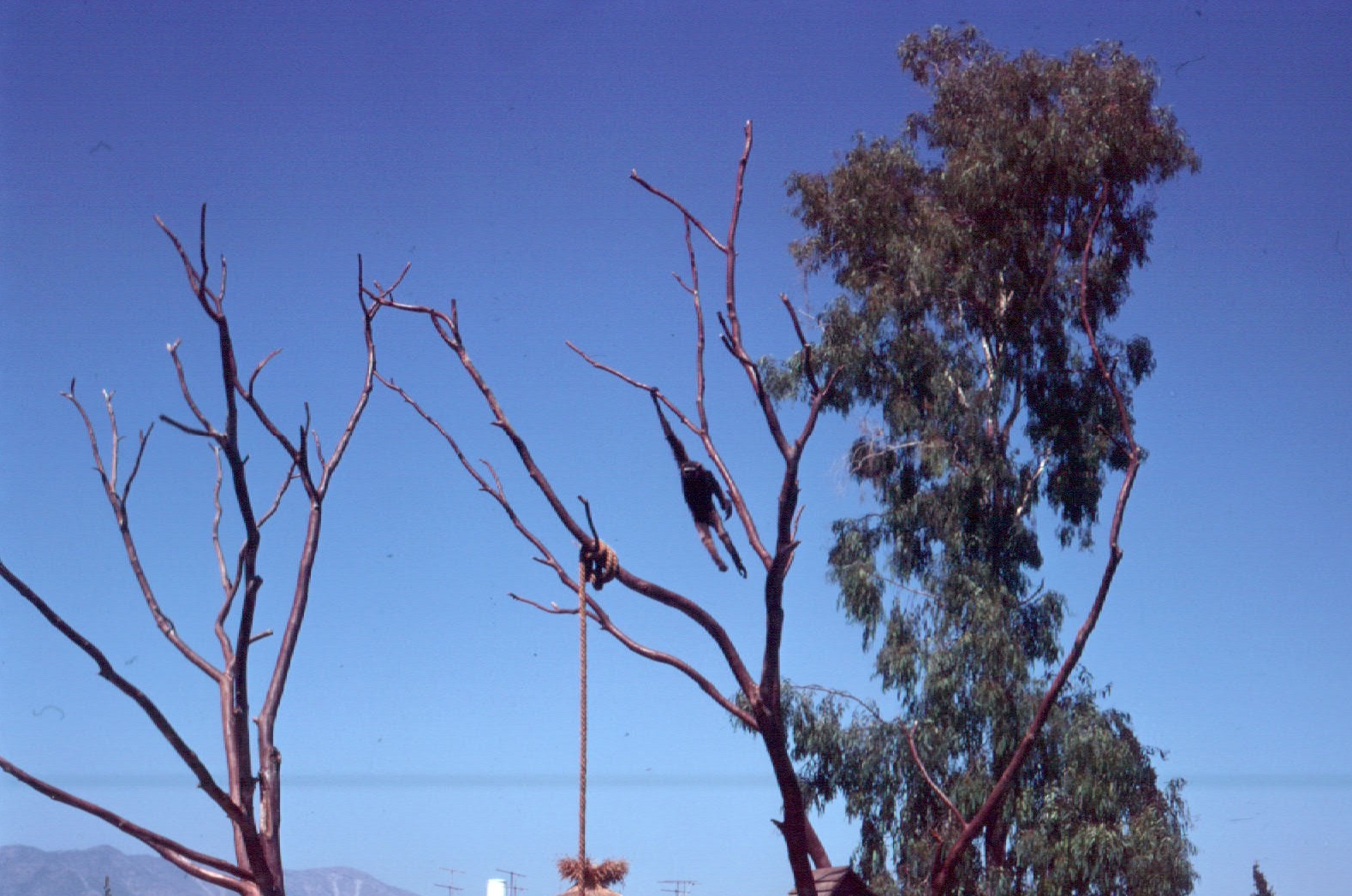 Fuengirola Zoo 1974 - White-handed Gibbon swinging in a tree
