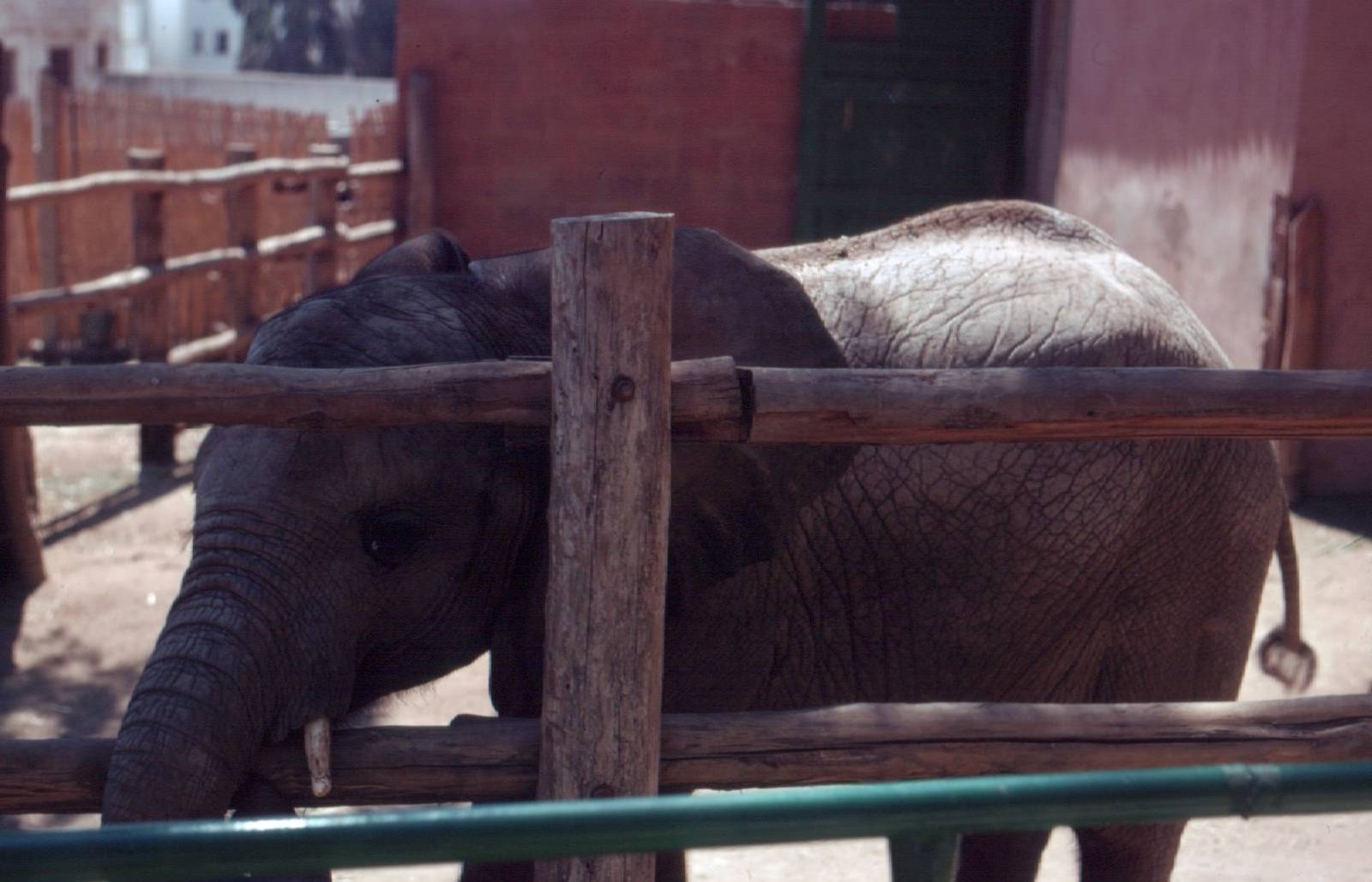 Fuengirola Zoo 1974 - Young African Elephant