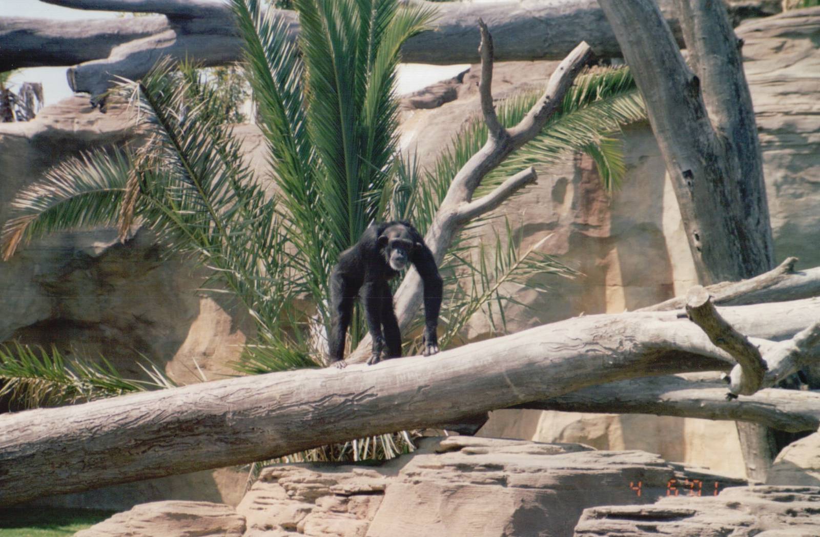 Fuengirola Zoo 2001 - Chimpanzee
