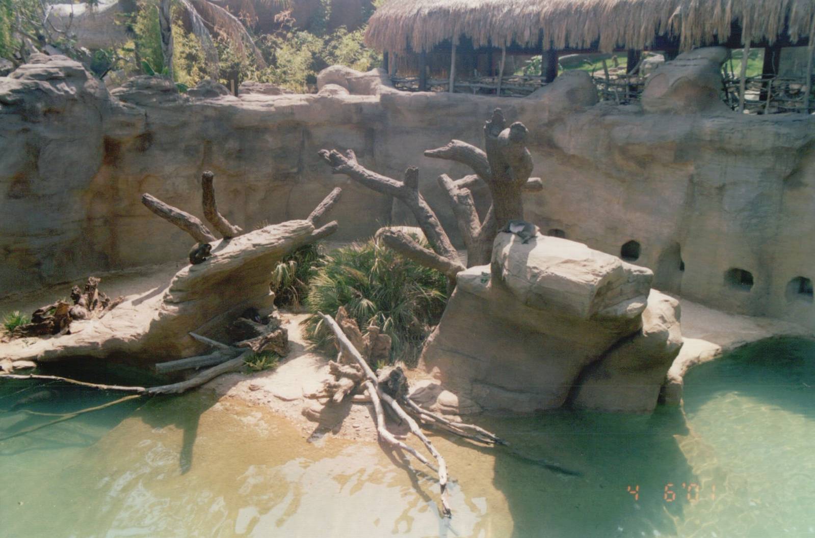 Fuengirola Zoo 2001 - Mixed Mandrill and Pigmy Hippopotamus exhibit