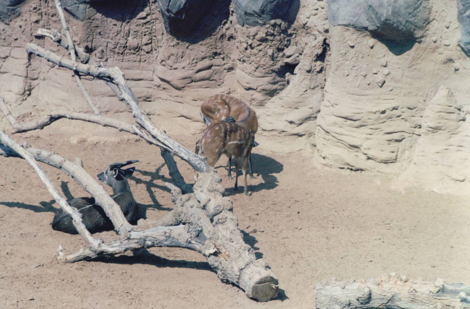 Fuengirola Zoo 2001 - Part of the Sitatunga exhibit