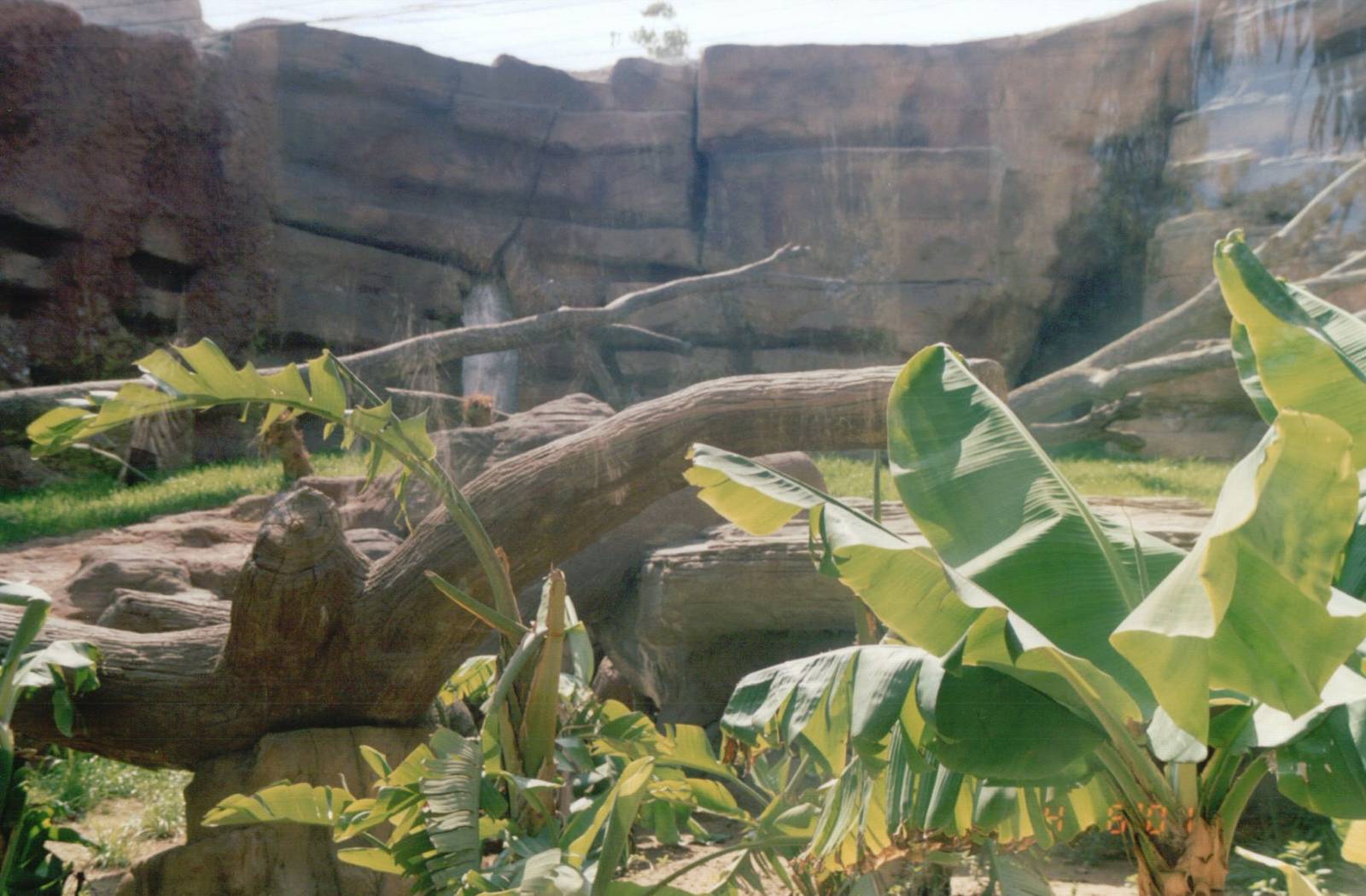Fuengirola Zoo 2001 - Part of the Sri Lankan Leopard exhibit