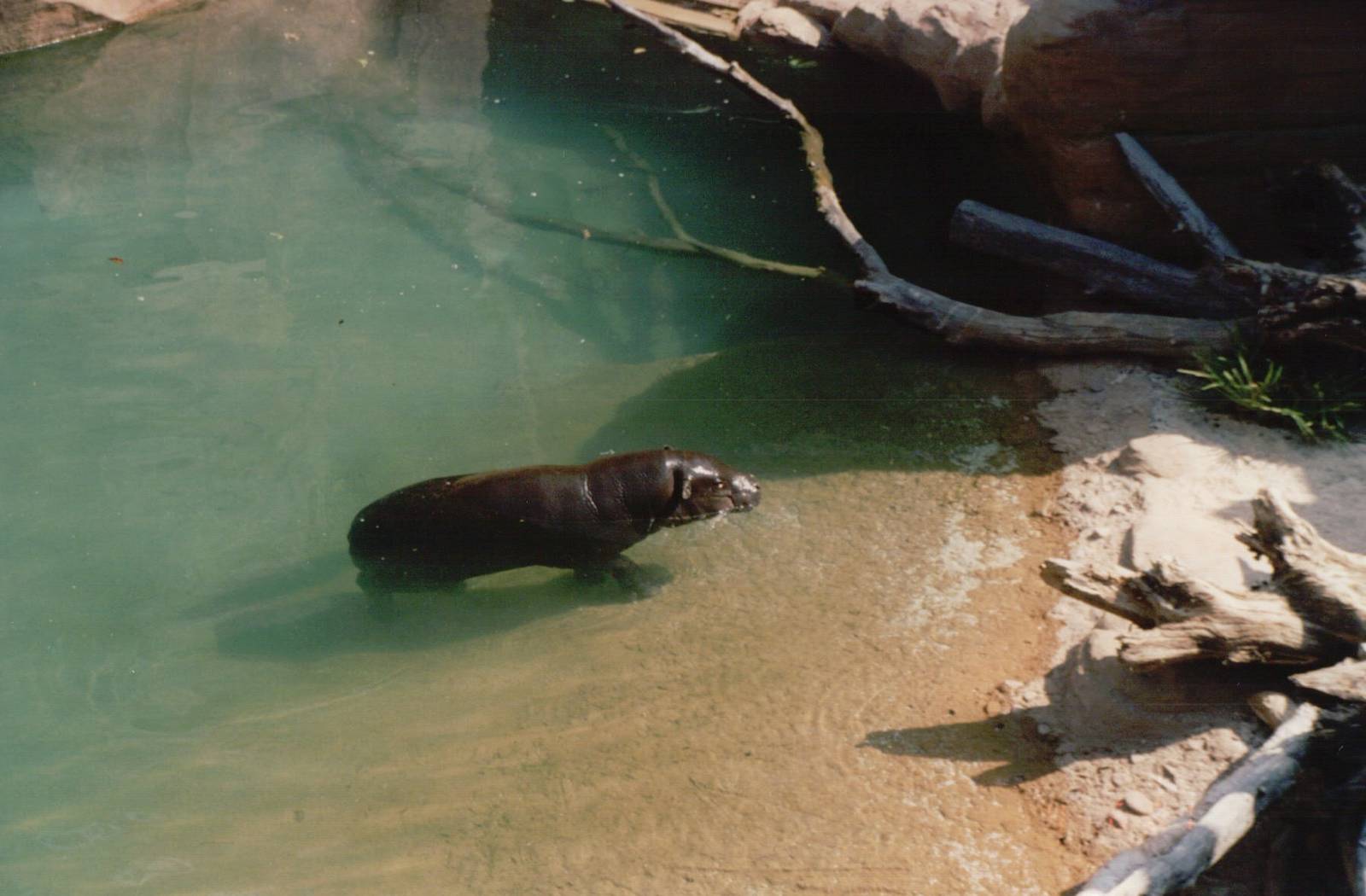 Fuengirola Zoo 2001 - Pigmy Hippopotamus in the Mandrill exhibit
