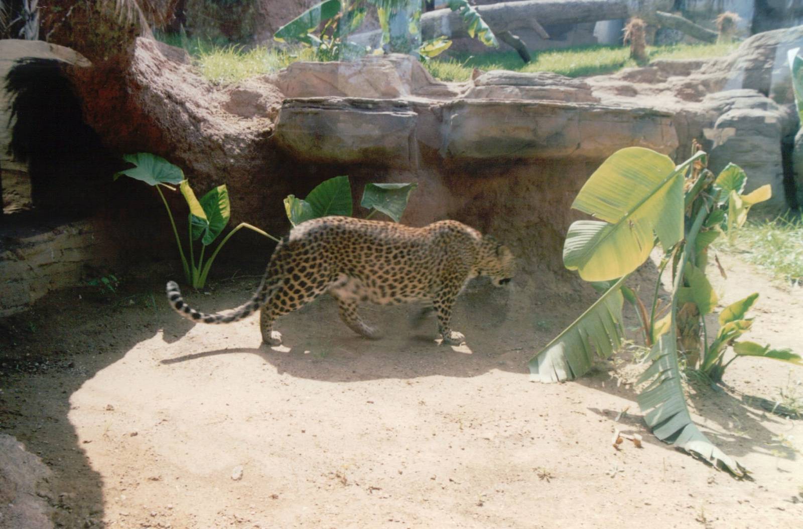 Fuengirola Zoo 2001 - Sri Lankan Leopard
