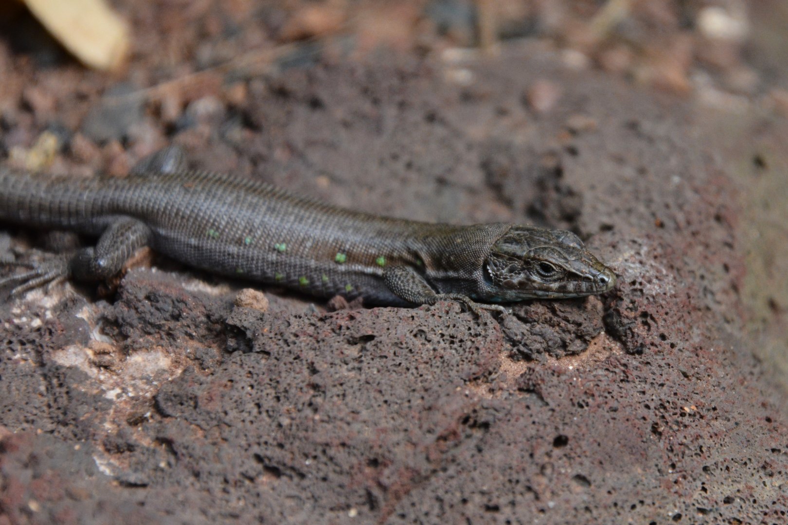 Fuerteventura wall lizard (Gallotia atlantica mahoratae)
