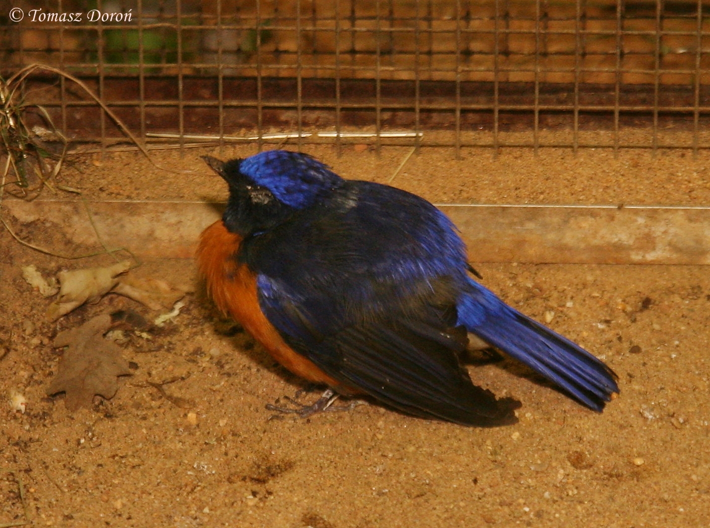 Fujian Niltava (Niltava davidi), October 2011