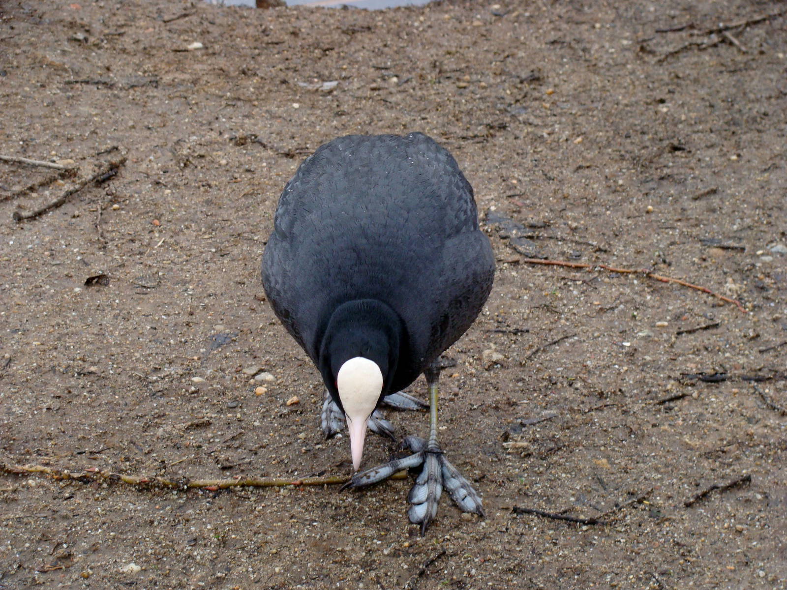 Fulica atra