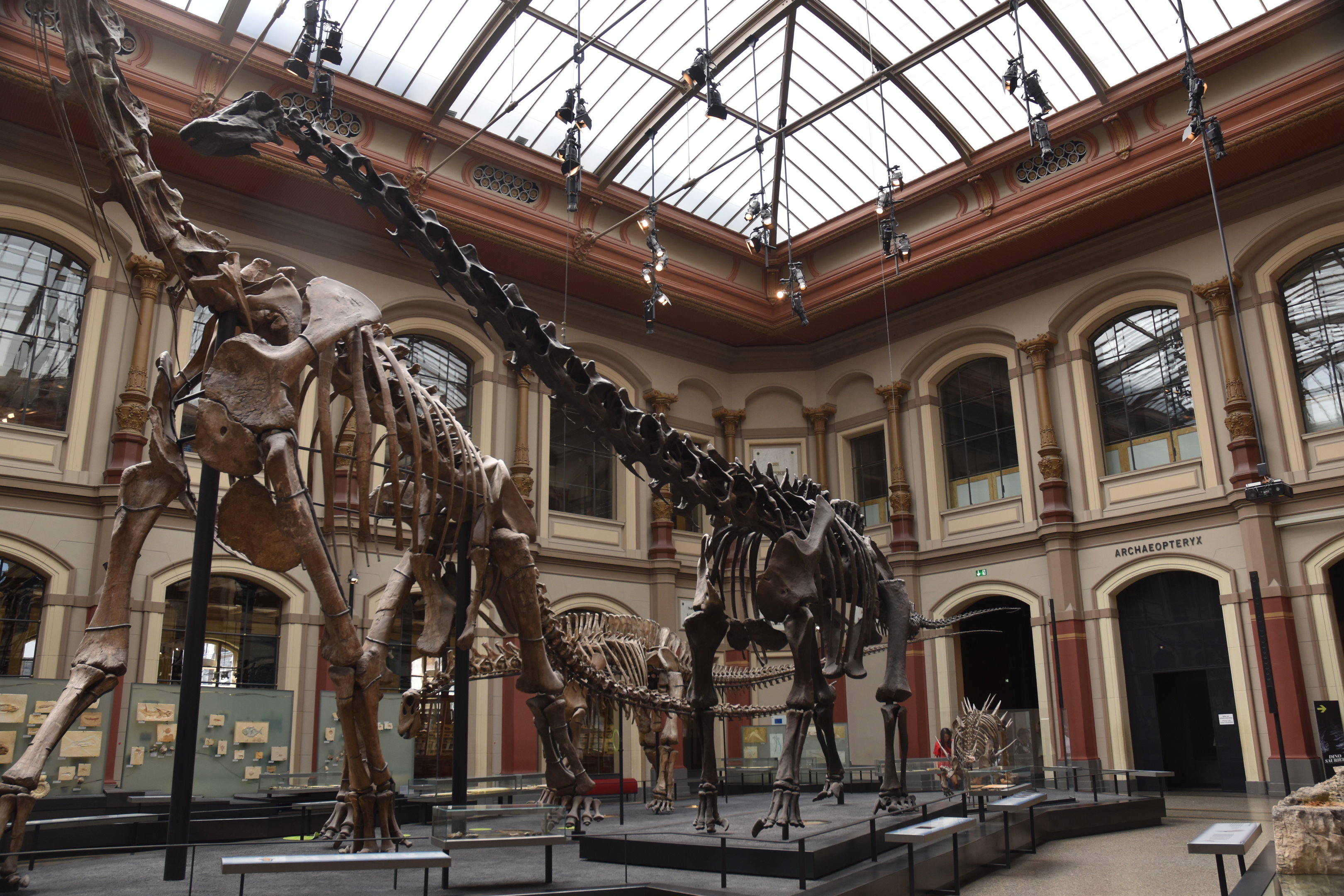 Full Cast of Diplodocus Skeleton, Museum für Naturkunde, Berlin, 7th June 2023