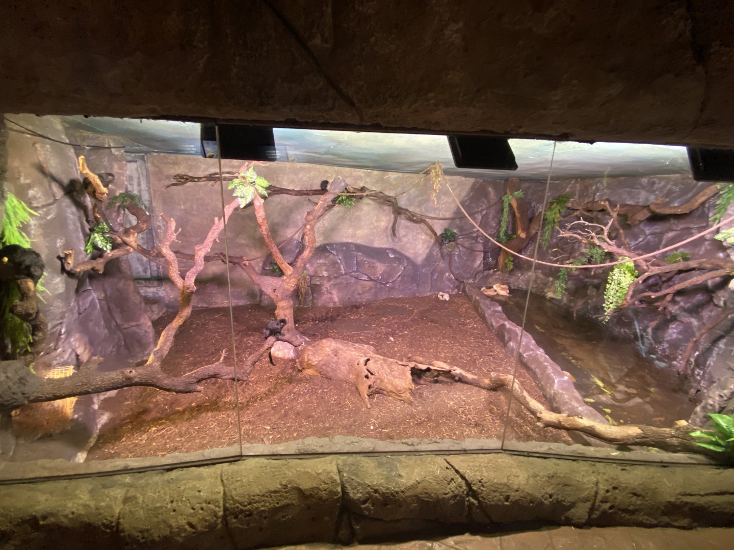 Full view of Goeldi’s monkey enclosure