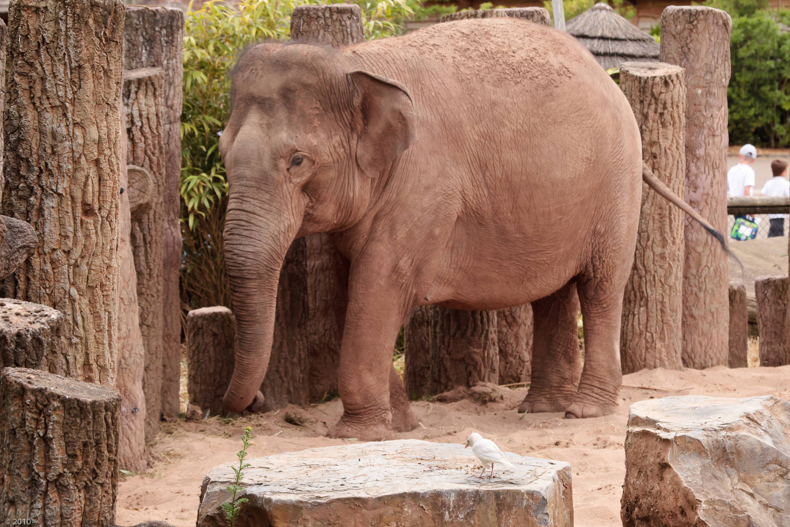 Fully-Leucistic (Wild) Jackdaw and Asian Elephant - 28/06/2010