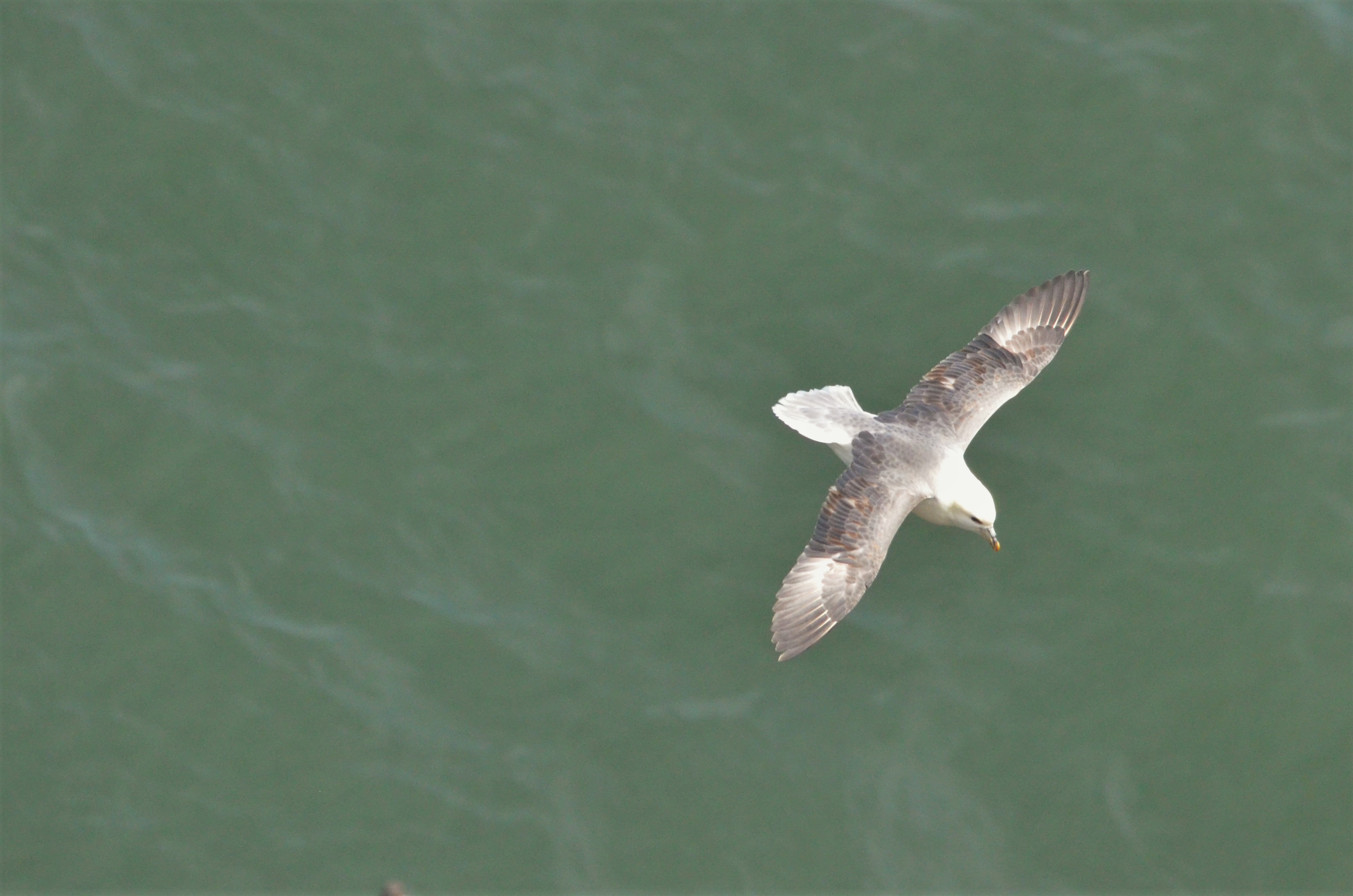 Fulmar at Bempton Cliffs, 22/05/17