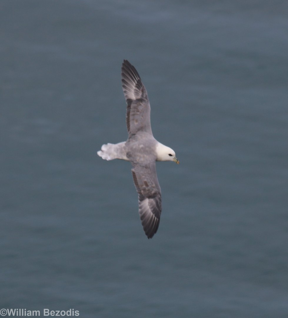 Fulmar - RSPB Bempton Cliffs
