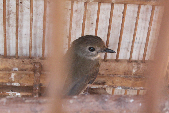 Fulvous-chested jungle flycatcher (Cyornis olivaceus olivaceus)