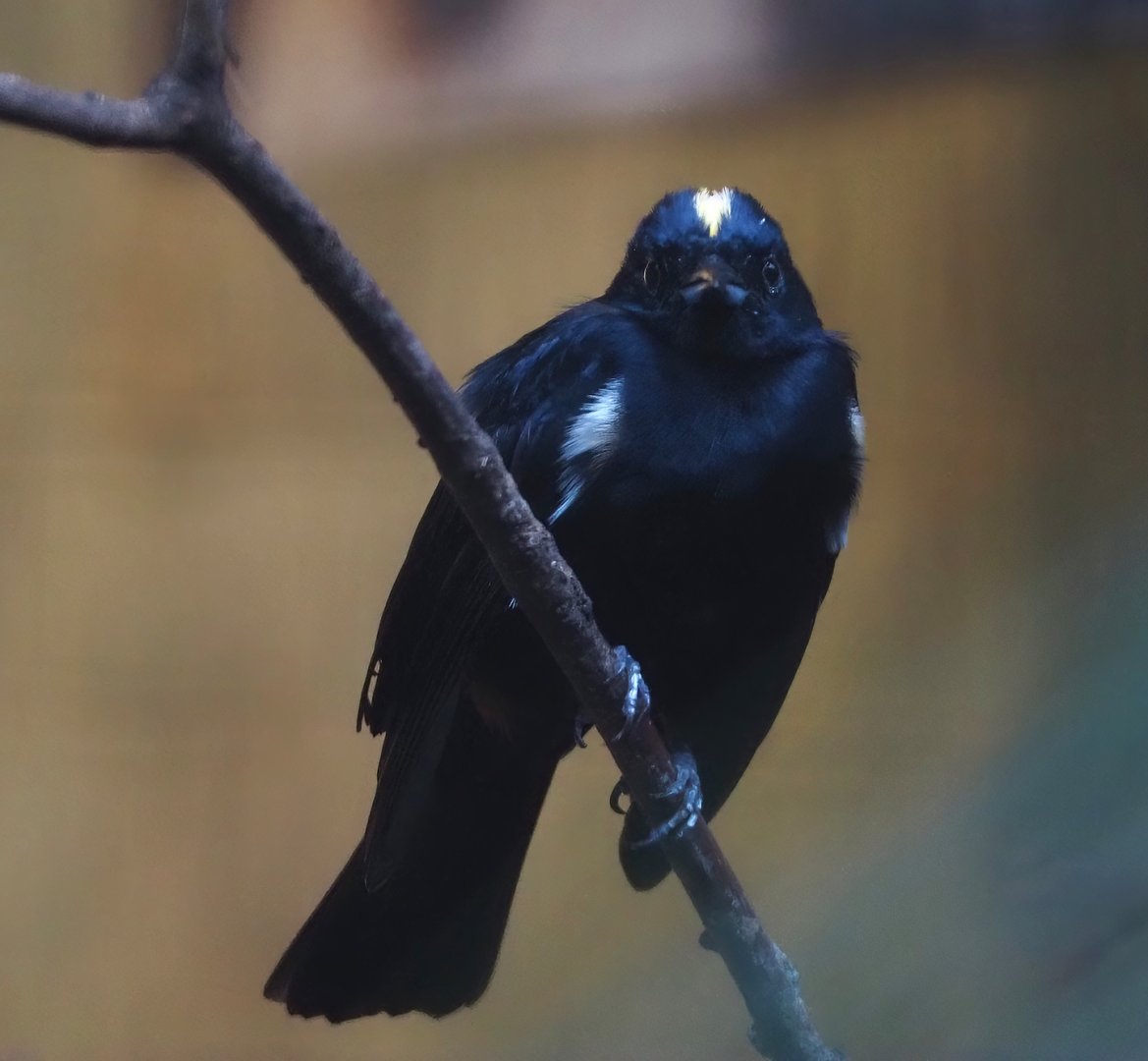 Fulvous-crested tanager (Tachyphonus surinamus), 2024-05-22