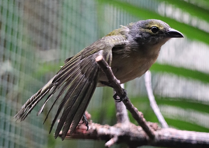 Fulvous-crested tanager (Tachyphonus surinamus), female