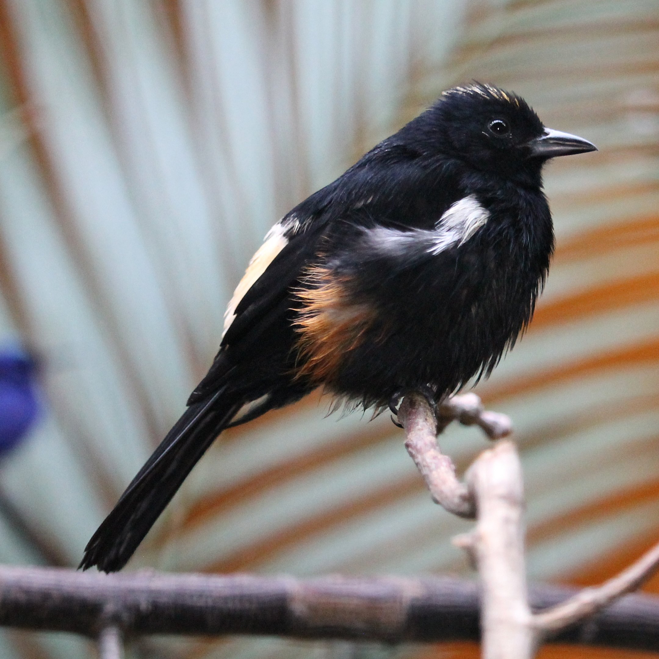 Fulvous-crested tanager (Tachyphonus surinamus)