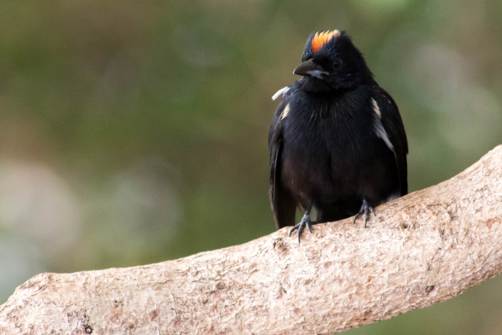 Fulvous-crested tanager
