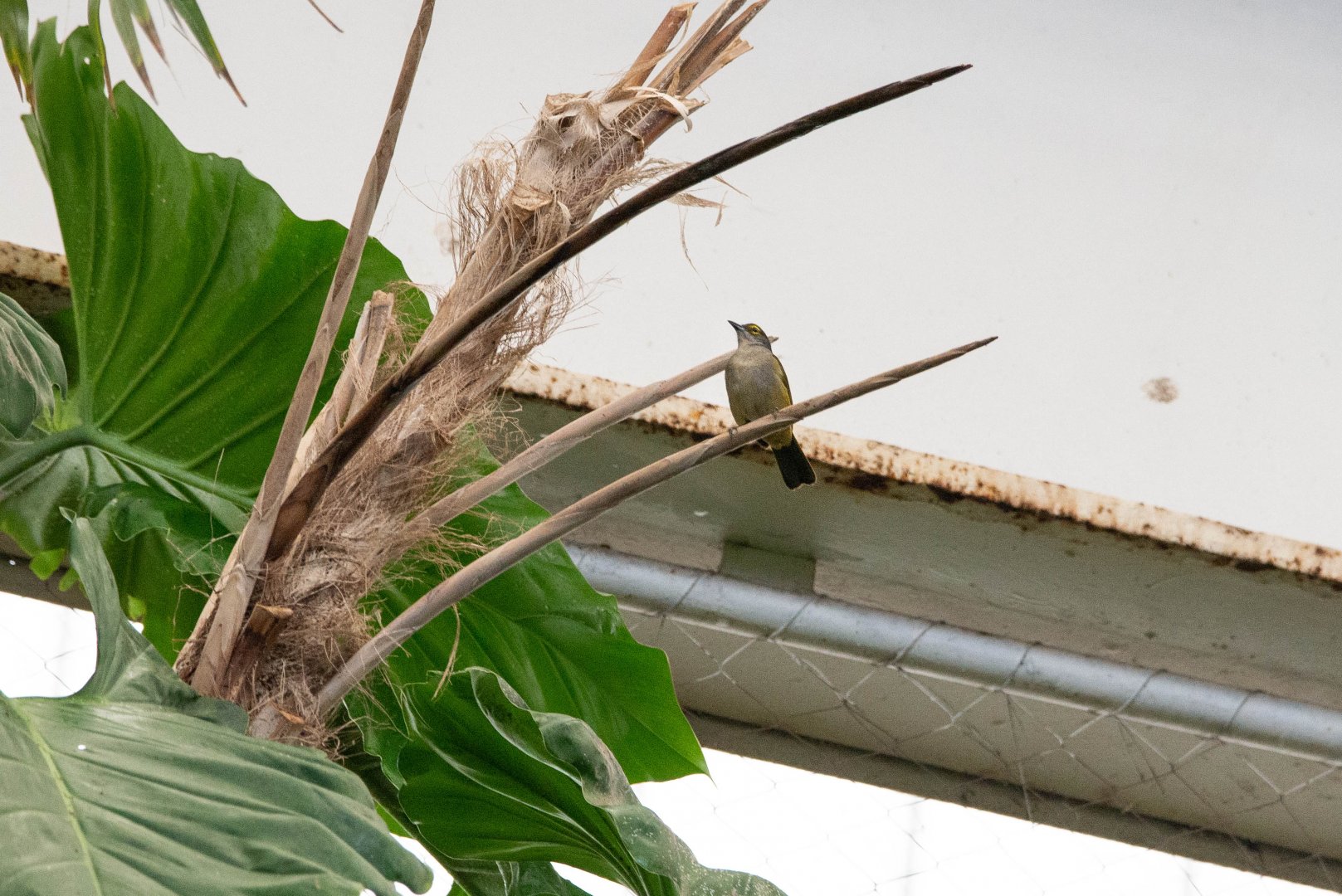 Fulvous-crested Tanager