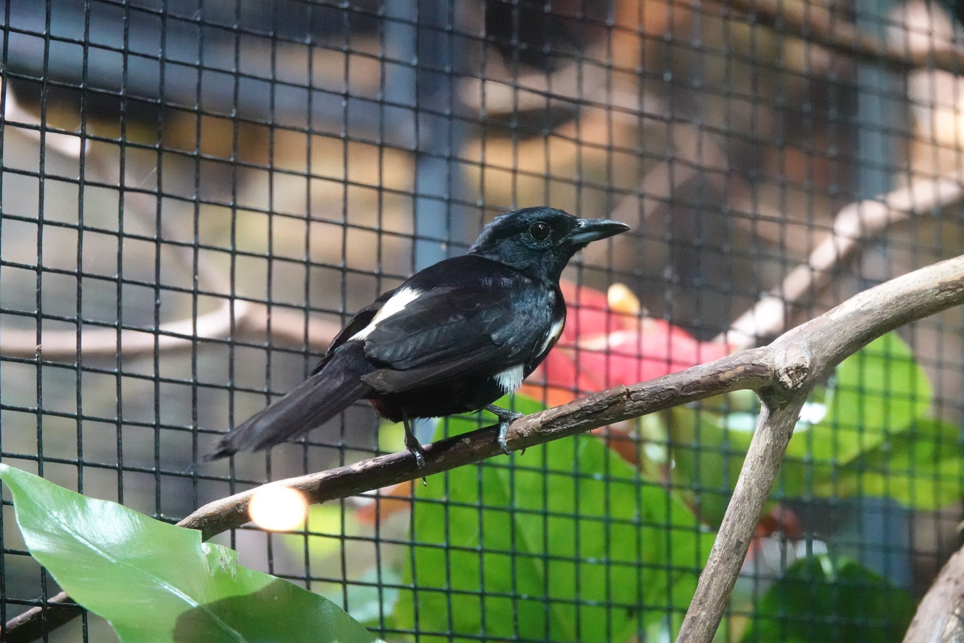 Fulvous-crested tanager
