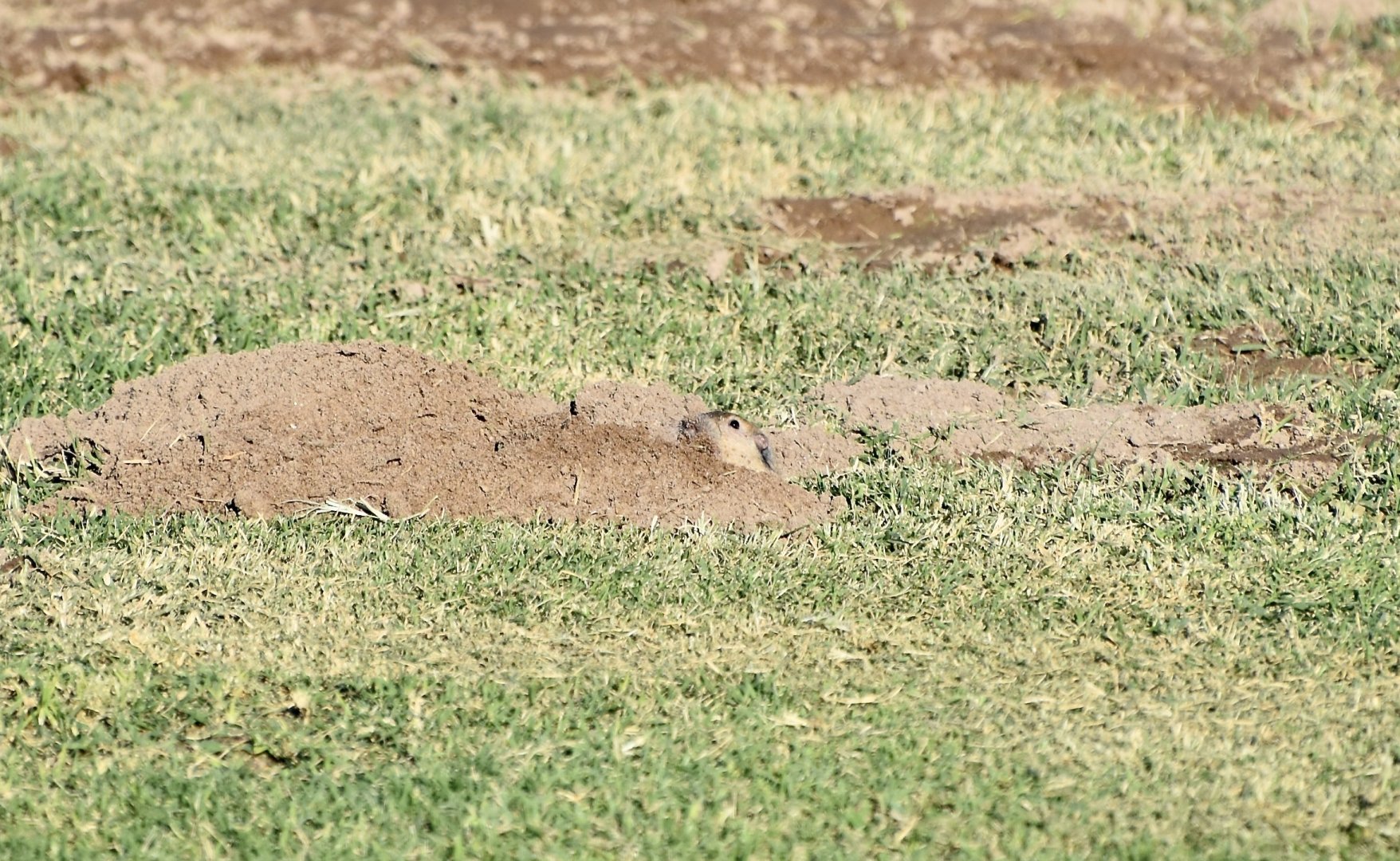 Fulvous Pocket Gopher (Megascapheus fulvus)