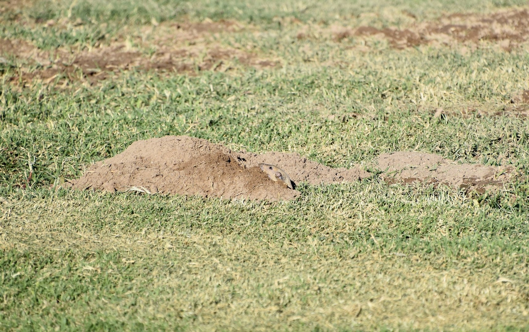 Fulvous Pocket Gopher (Megascapheus fulvus)