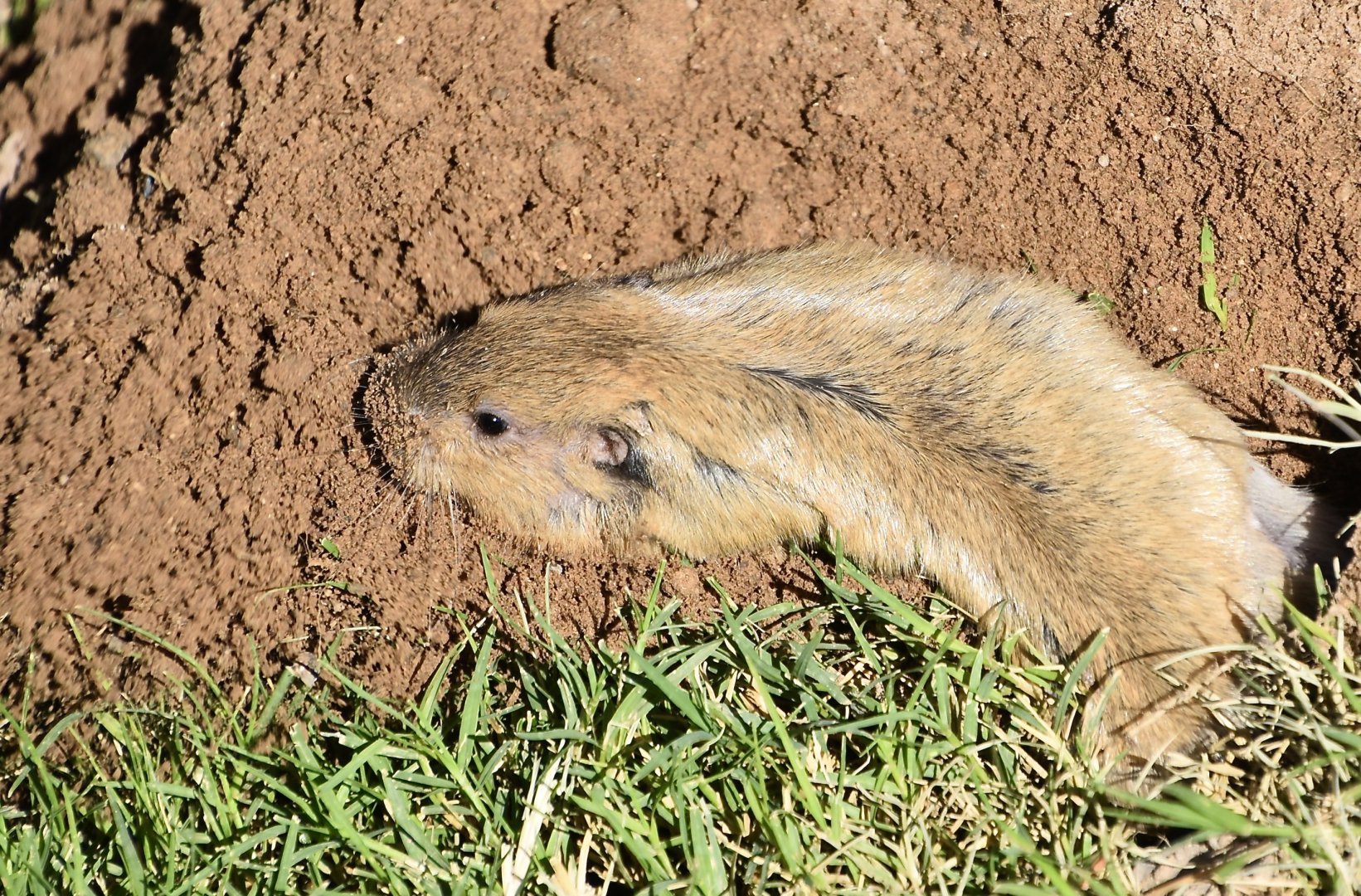 Fulvous Pocket Gopher (Megascapheus fulvus)