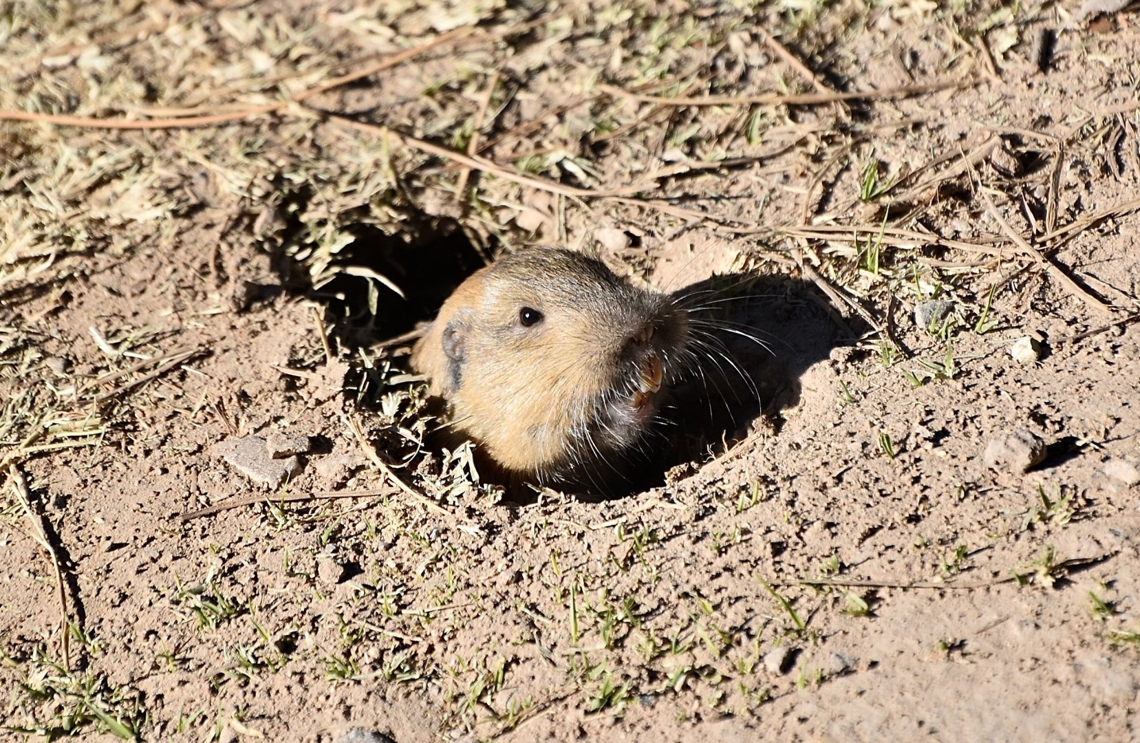 Fulvous Pocket Gopher (Megascapheus fulvus)