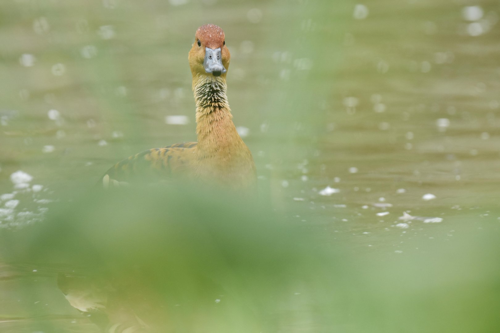 Fulvous tree duck (Dendrocygna bicolor)
