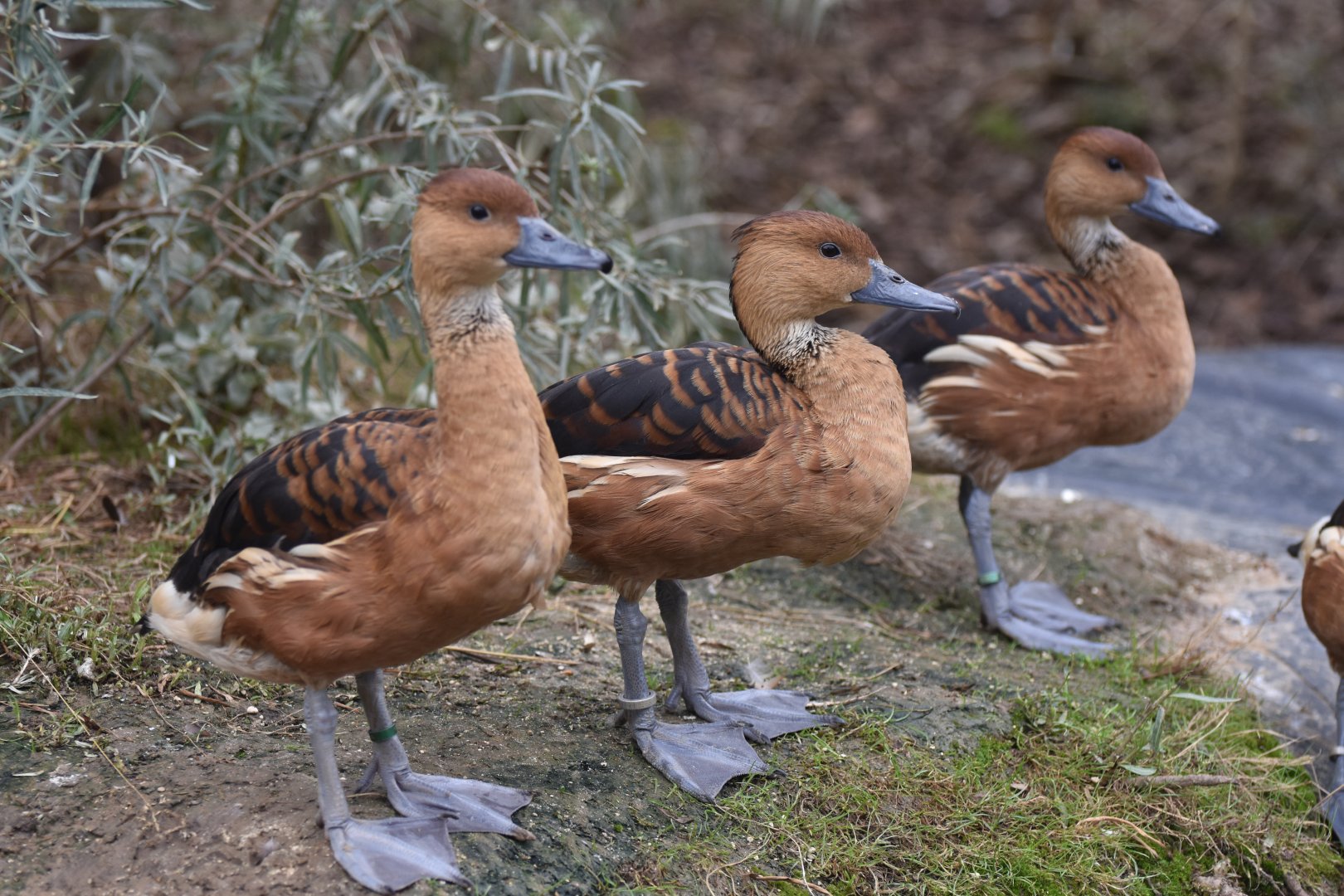 Fulvous tree duck (Dendrocygna bicolor)
