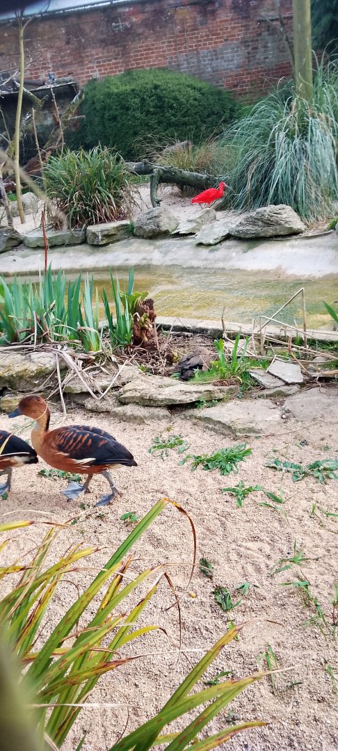 Fulvous tree ducks 120425