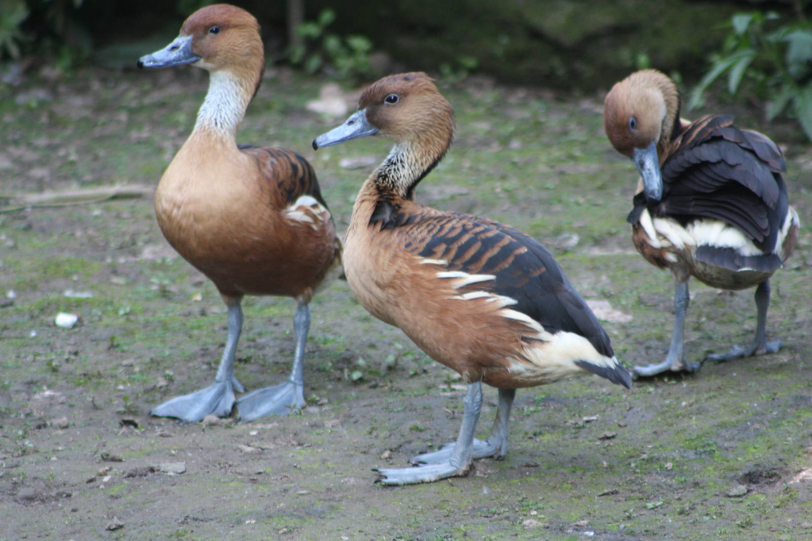 Fulvous trio, 1st June 2014