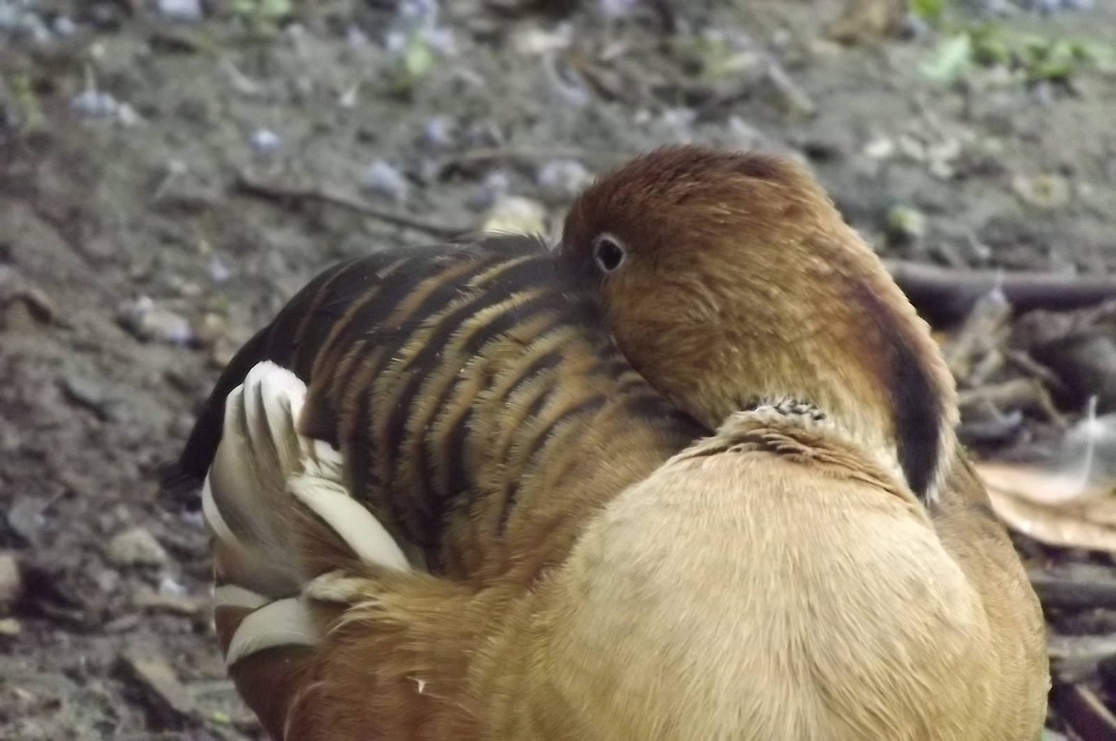 Fulvous Whilsting Duck at Blackpool Zoo 16/06/12