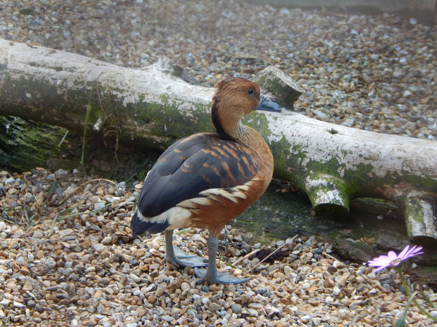 Fulvous whistling duck 030821