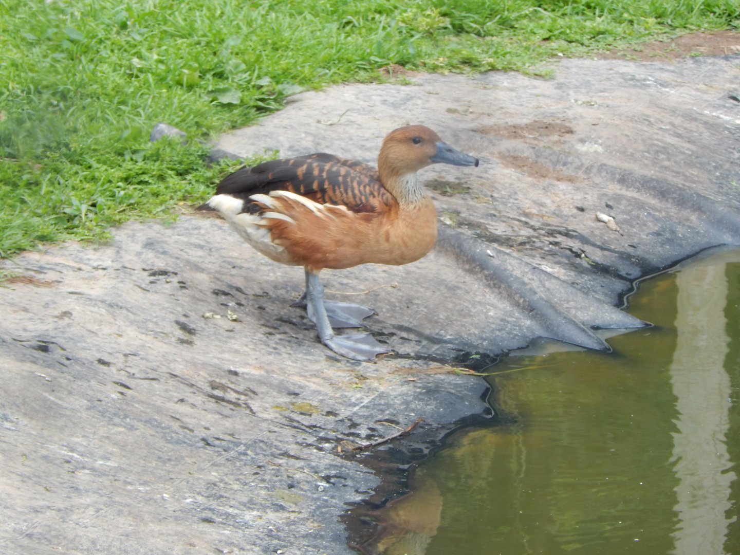 Fulvous whistling duck 060625