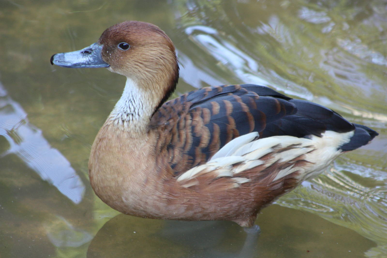 Fulvous Whistling Duck, 1st June 2014