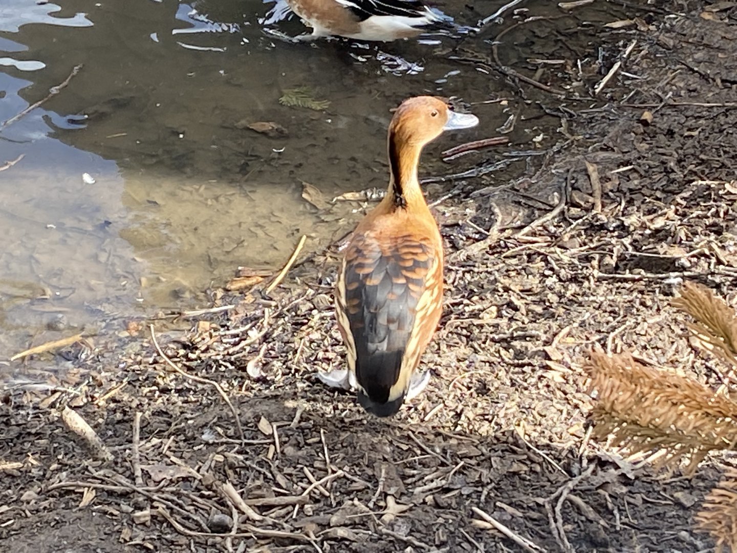 Fulvous whistling duck 250222