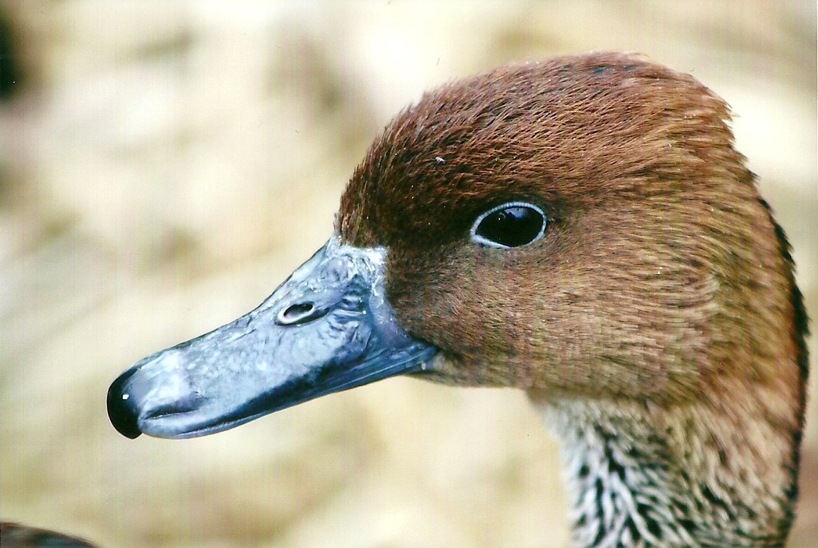 Fulvous Whistling Duck 27th December 2012
