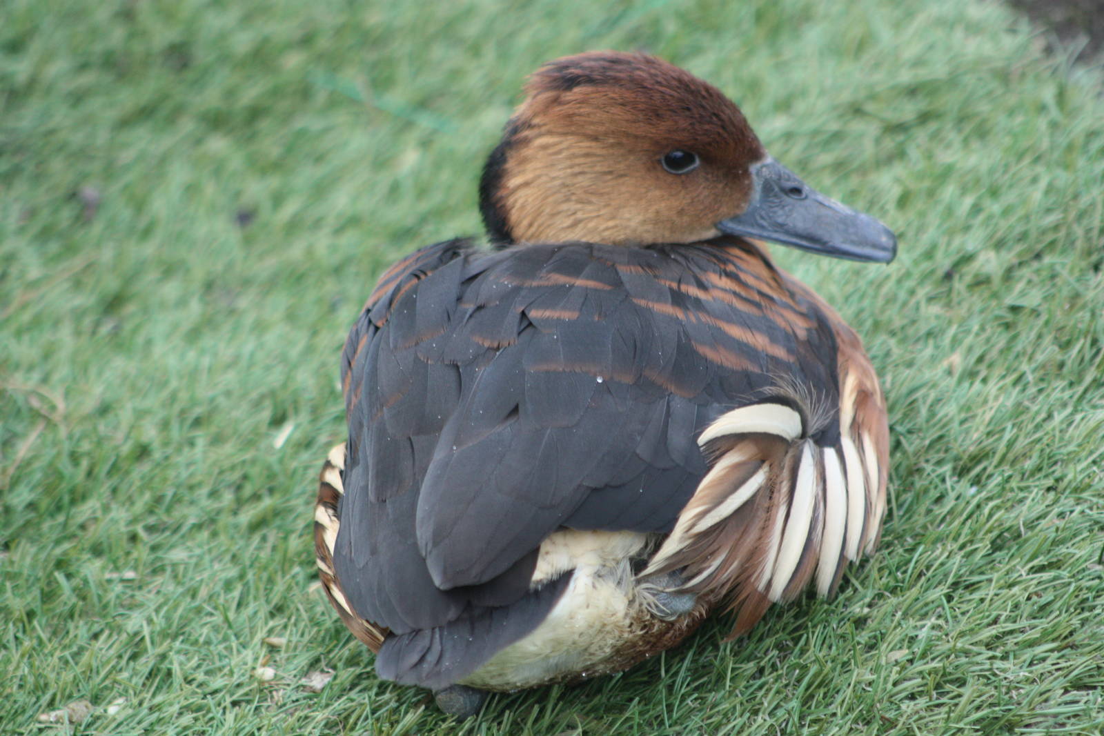 Fulvous Whistling Duck, 27th December 2014