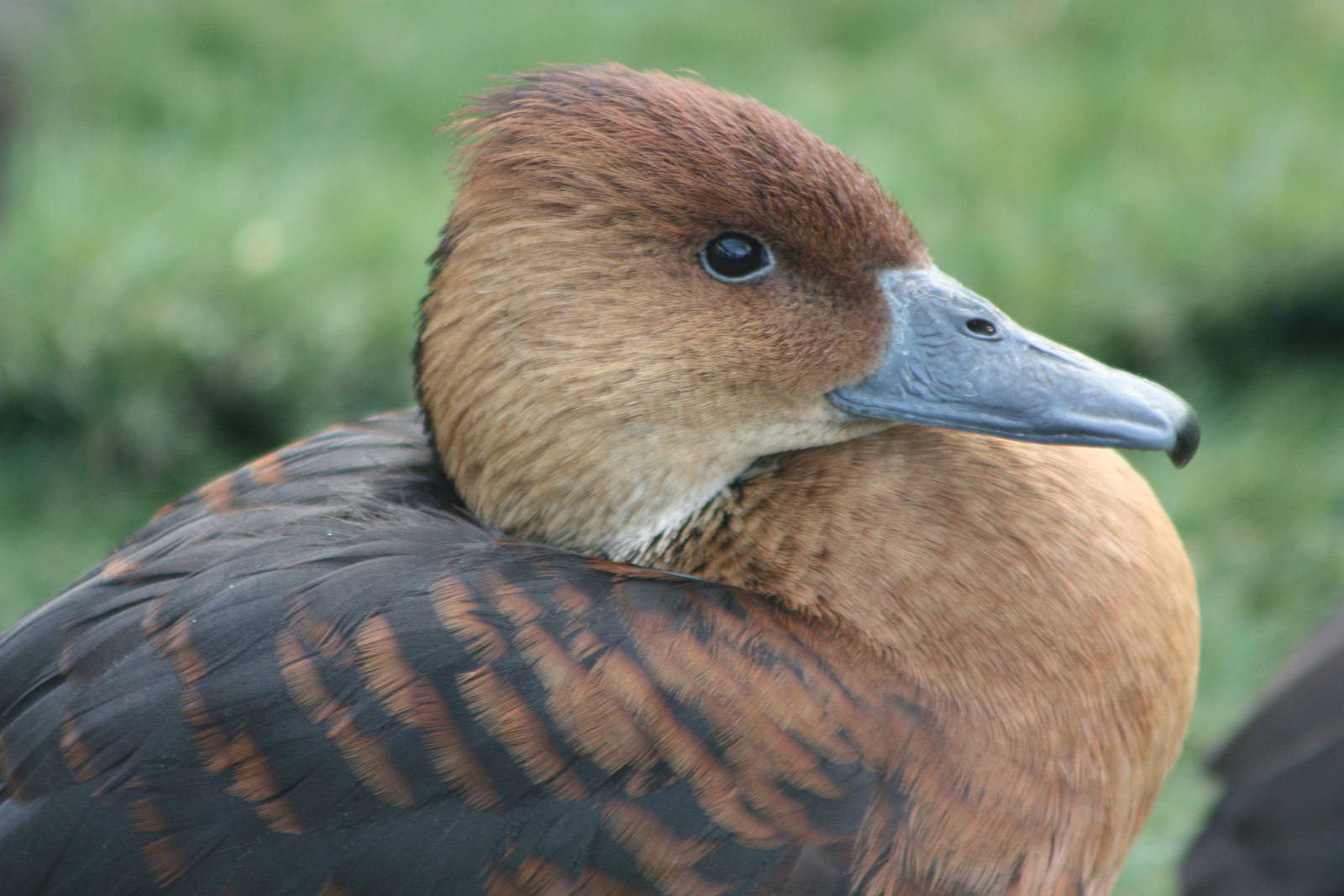 Fulvous Whistling Duck, 27th December 2014