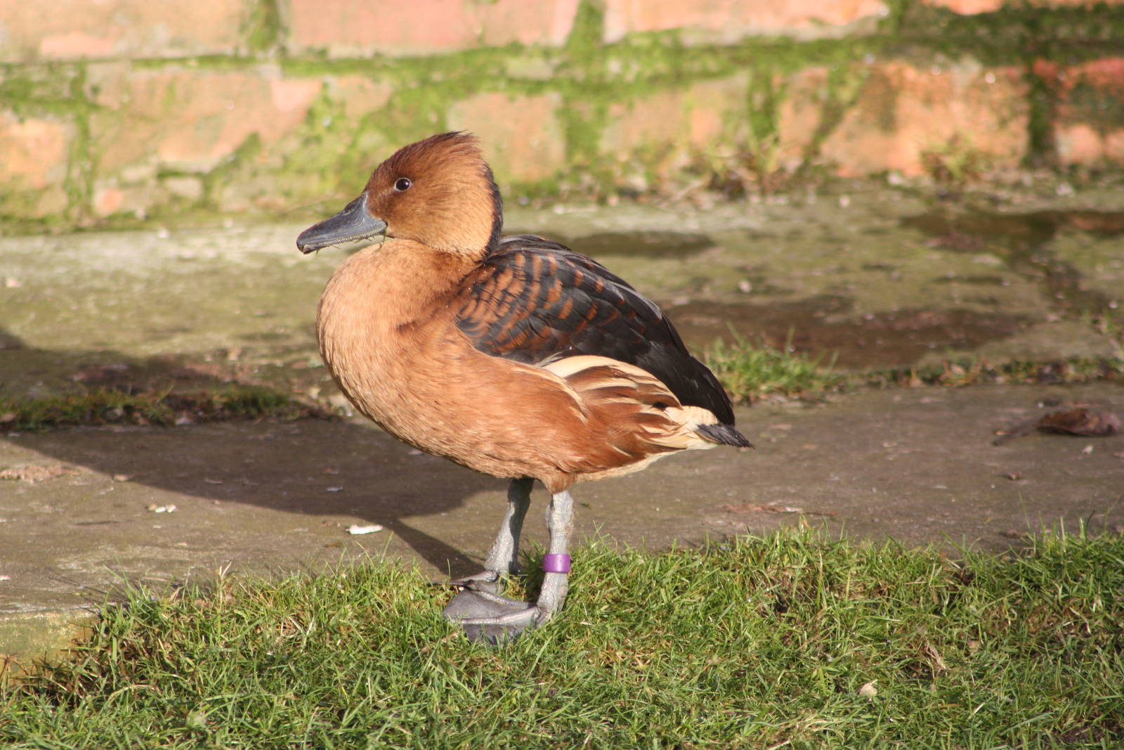 Fulvous Whistling Duck, 30th December 2014
