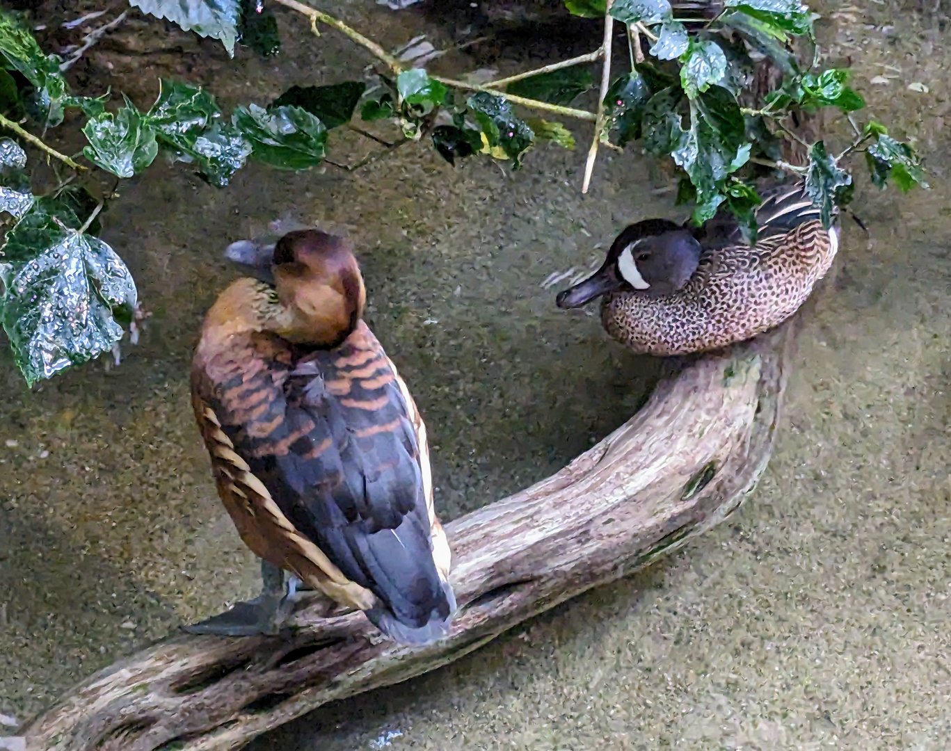 Fulvous Whistling-duck and Blue-winged Teal - July 8th 2023