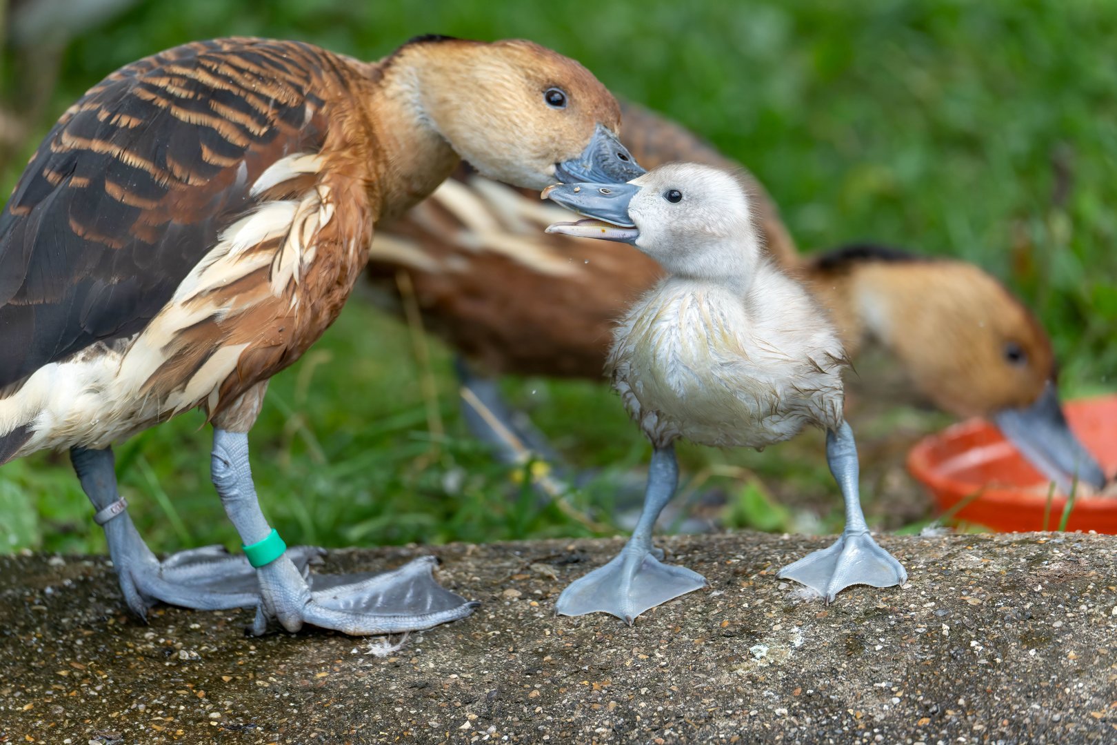 Fulvous whistling duck and duckling, Thrigby Hall, UK