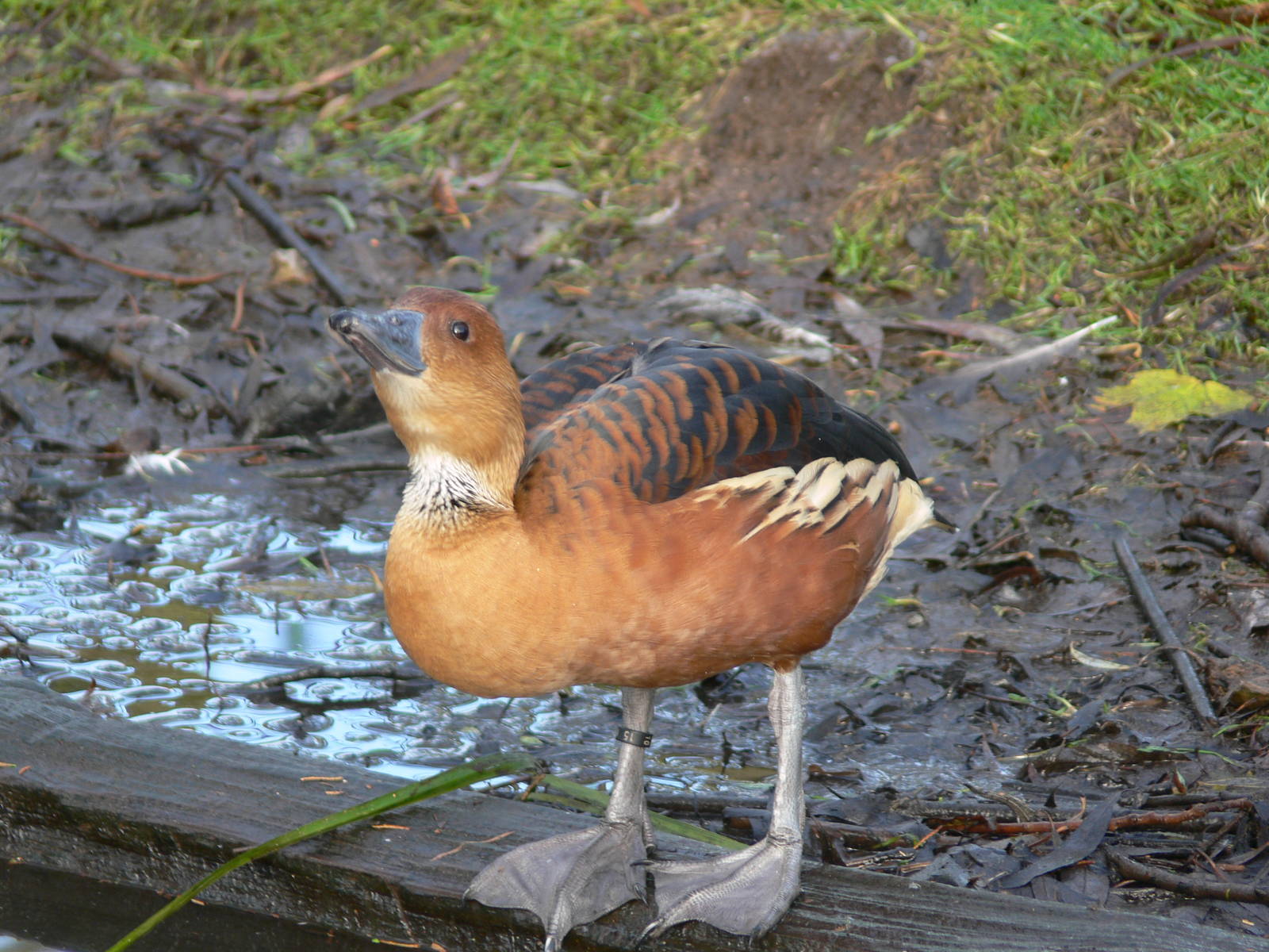 Fulvous Whistling Duck at Martin Mere WWT 08/12/12