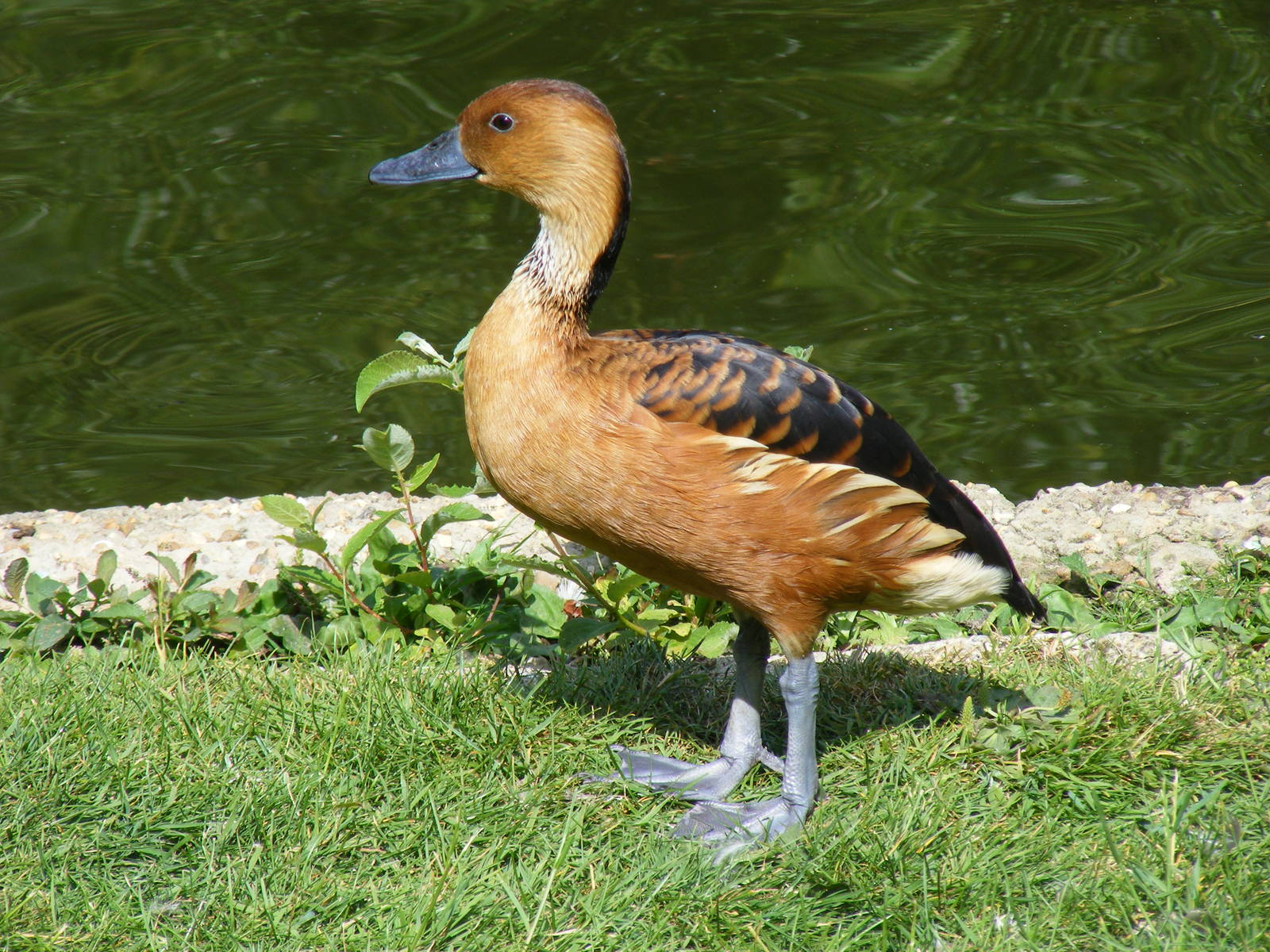 Fulvous whistling duck at Marwell Wildlife, 27 June 2010