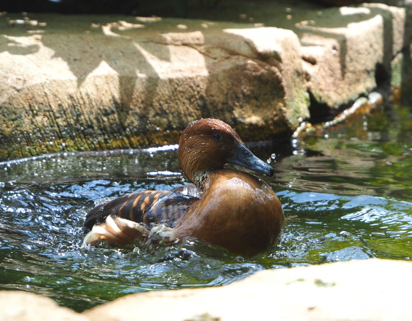 Fulvous whistling duck bathing (Dendrocygna bicolor), 2022-05-26
