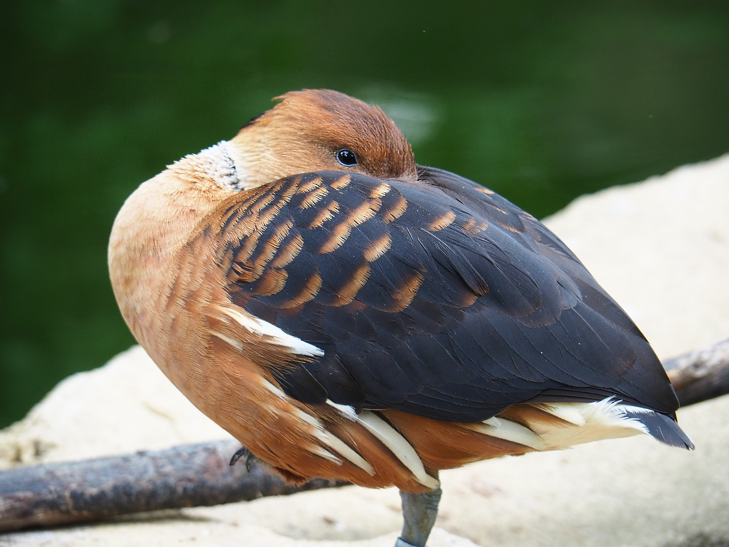 Fulvous whistling duck (Dendrocygna bicolor), 2020-05-24