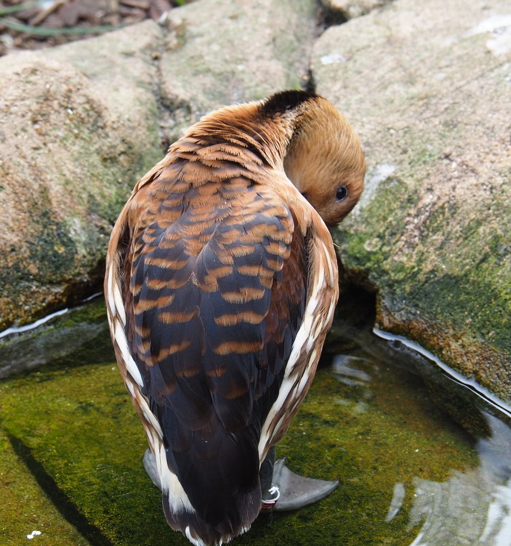 Fulvous whistling duck (Dendrocygna bicolor), 2021-06-12