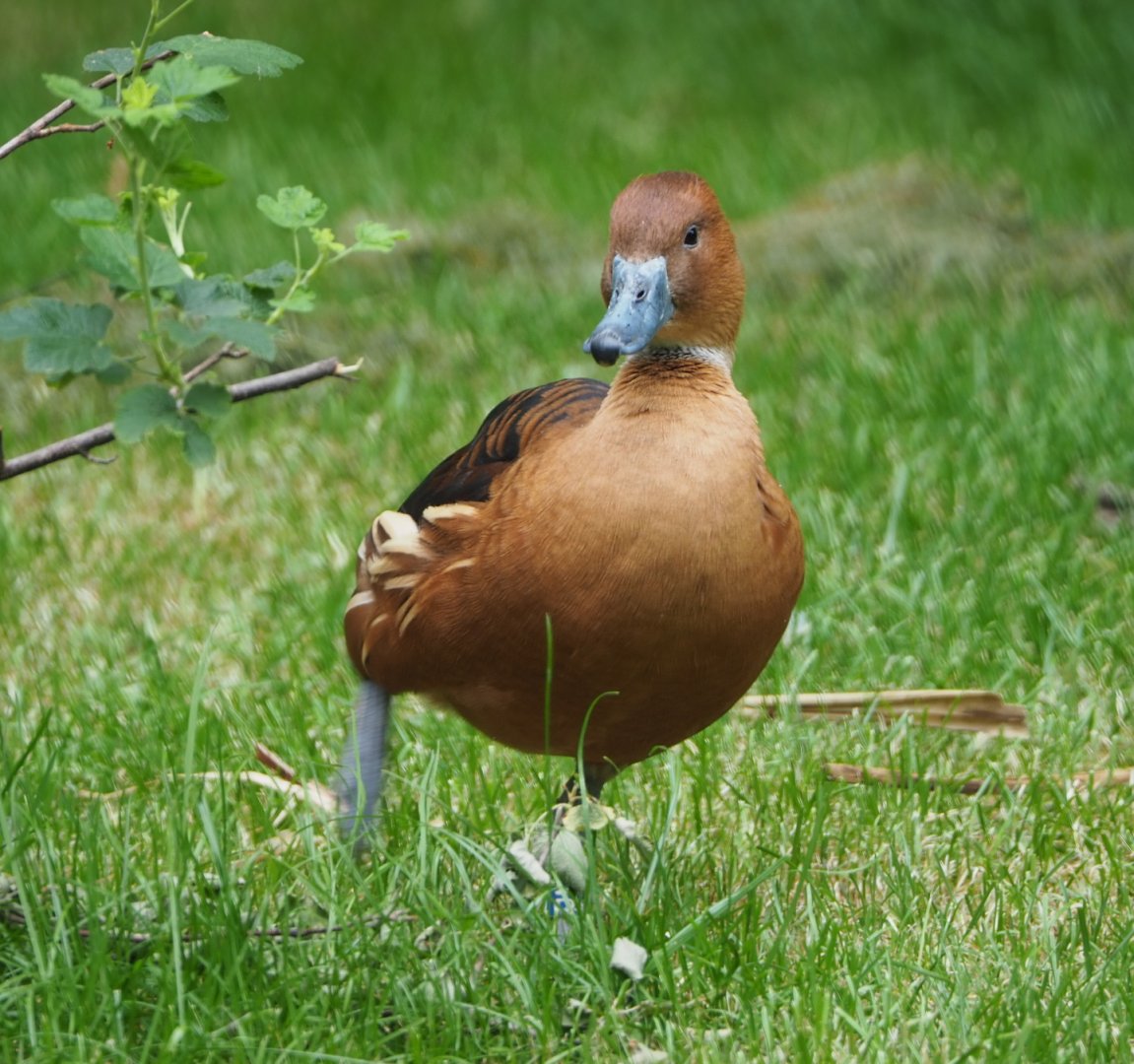 Fulvous whistling duck (Dendrocygna bicolor), 2021-06-12