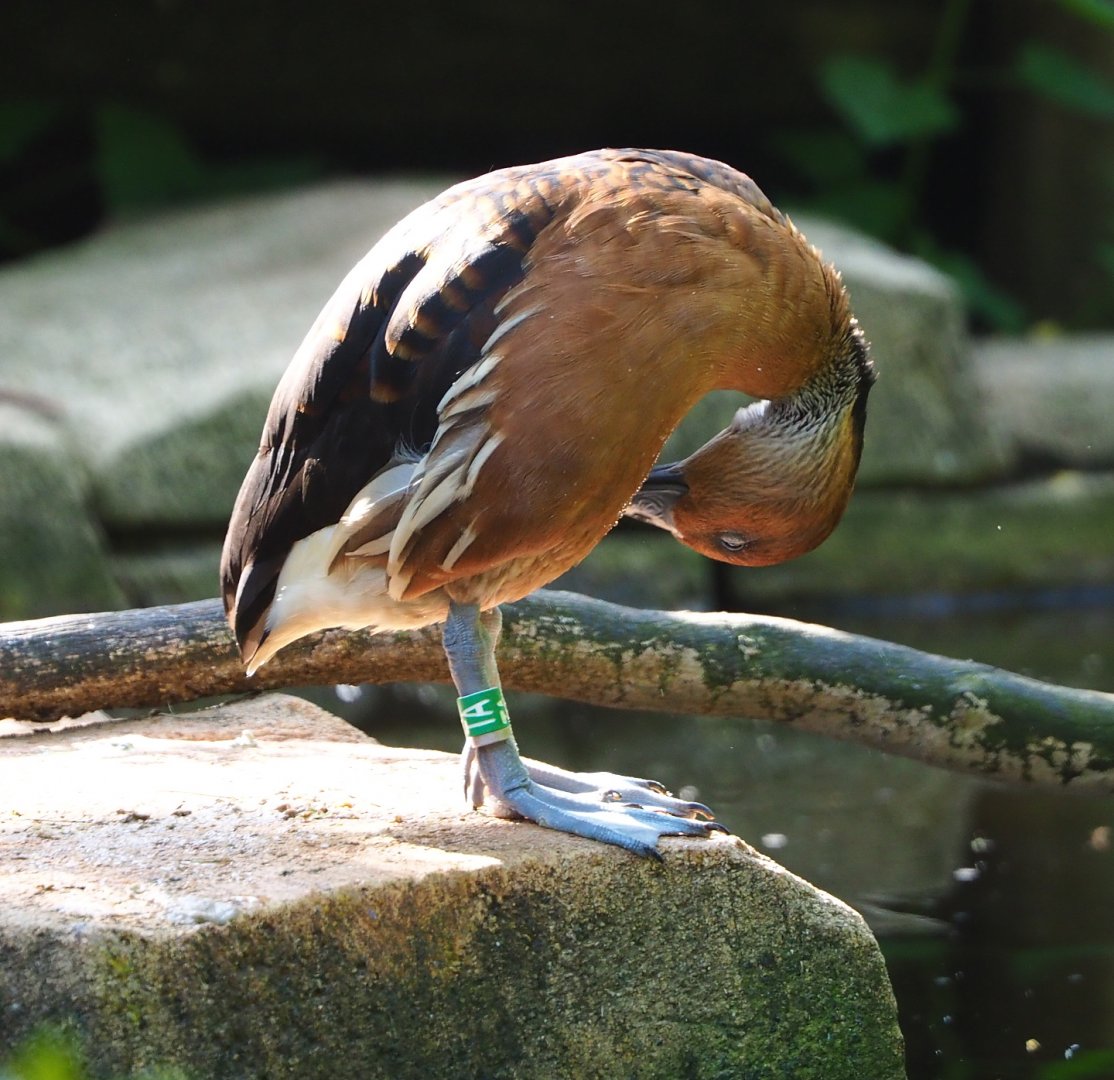 Fulvous whistling duck (Dendrocygna bicolor), 2021-07-17